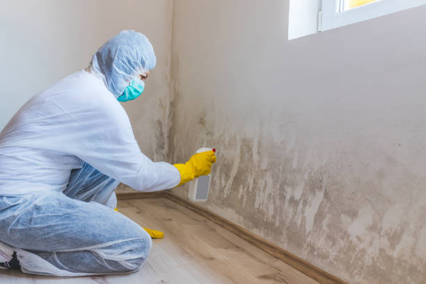 Mold Remediation specialist working in Mattapan